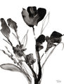 Image Not Available